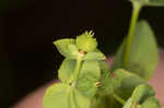 Warty spurge